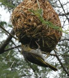 Female weaverbird at nest entrance, Djibouti